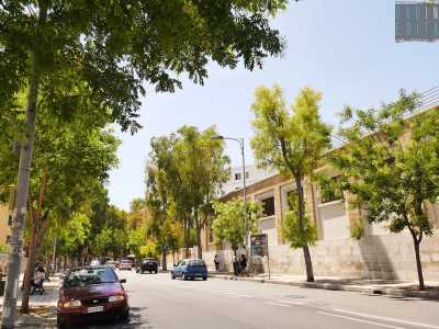 Bari, a rischio gli eucalipti di Picone